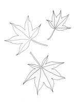 Acer palmatum-Osakazuki